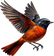 Redstart